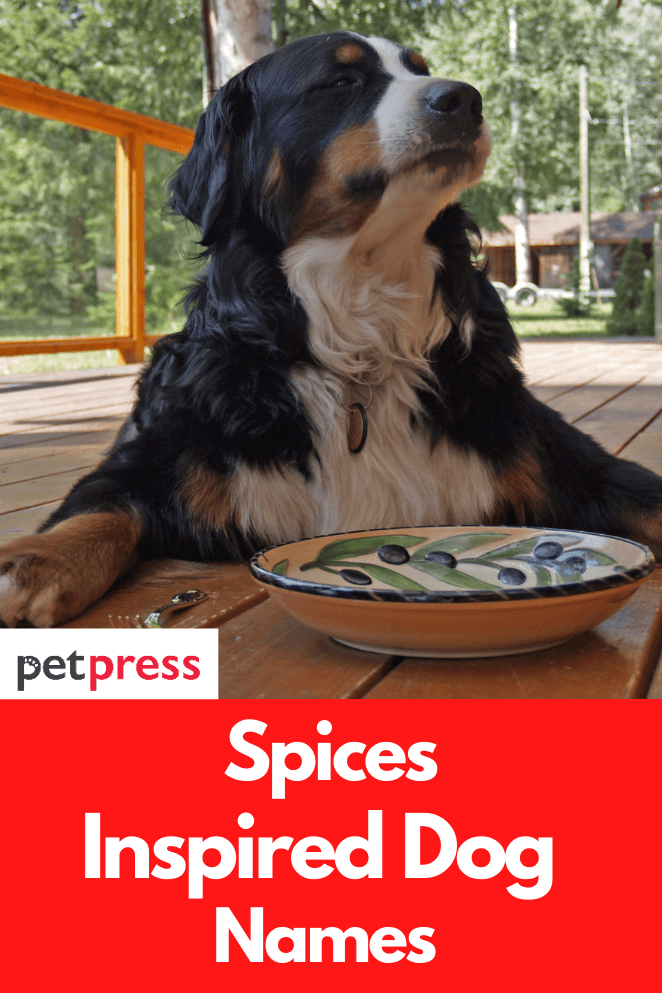 100+ Spices Inspired Dog Names Unique Way To Name Your Dogs