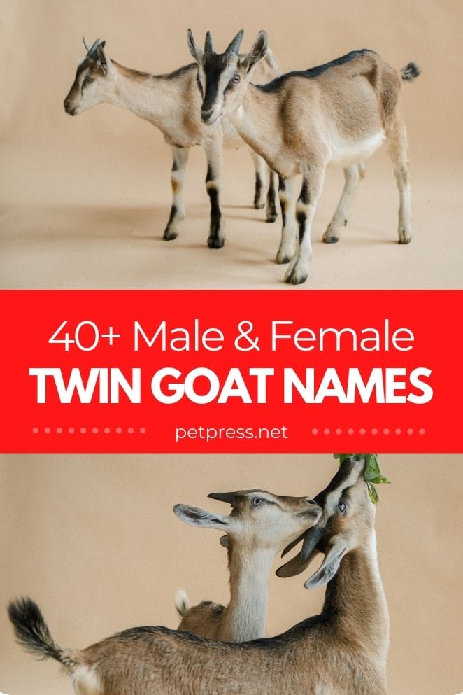 twin goat names for a pair of goats
