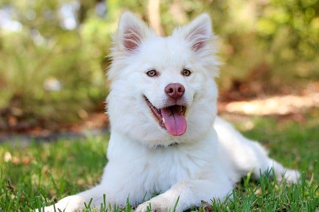 white-male-dog