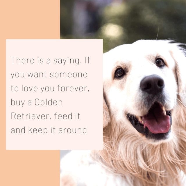 10+ Funny And Hilarious Golden Retriever Quotes