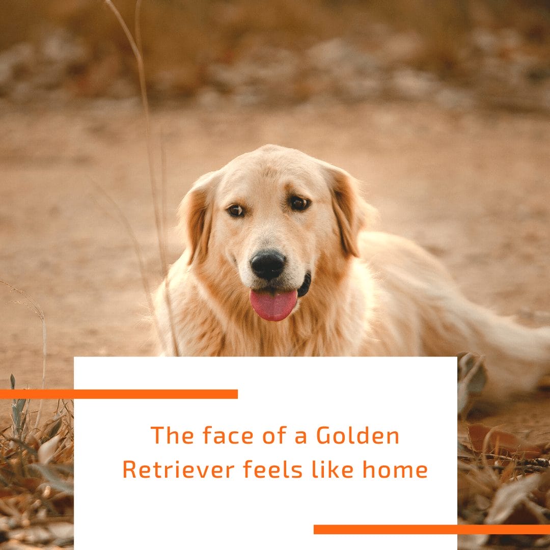 face-of-golden-retriever