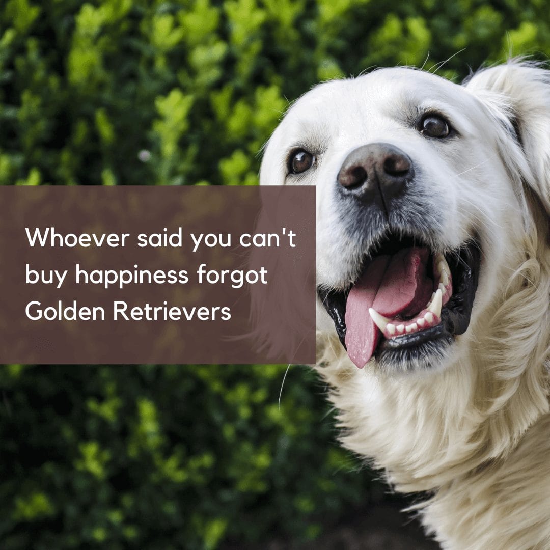 10+ Funny And Hilarious Golden Retriever Quotes