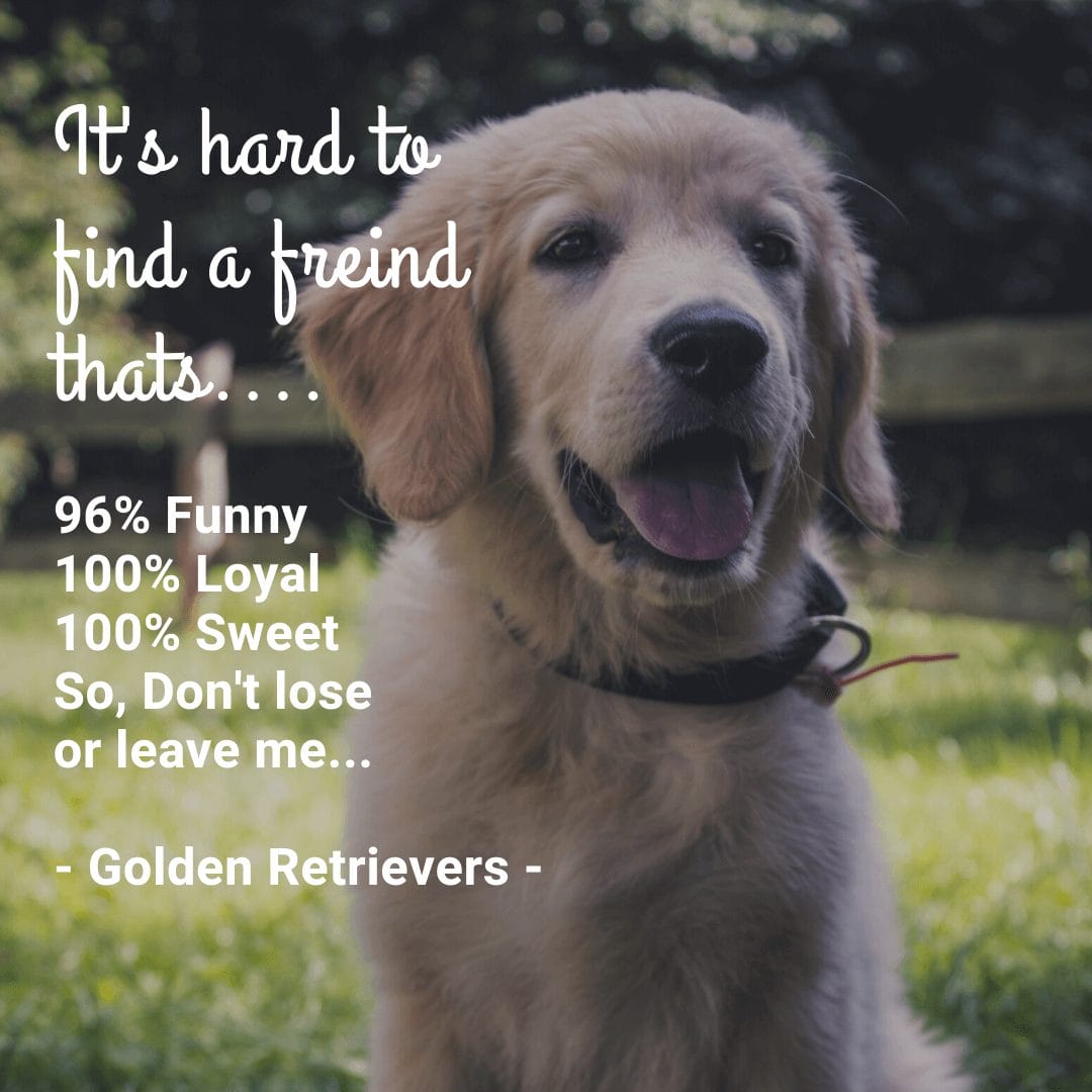 10+ Funny And Hilarious Golden Retriever Quotes