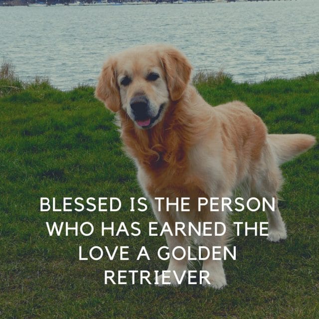 10+ Funny And Hilarious Golden Retriever Quotes