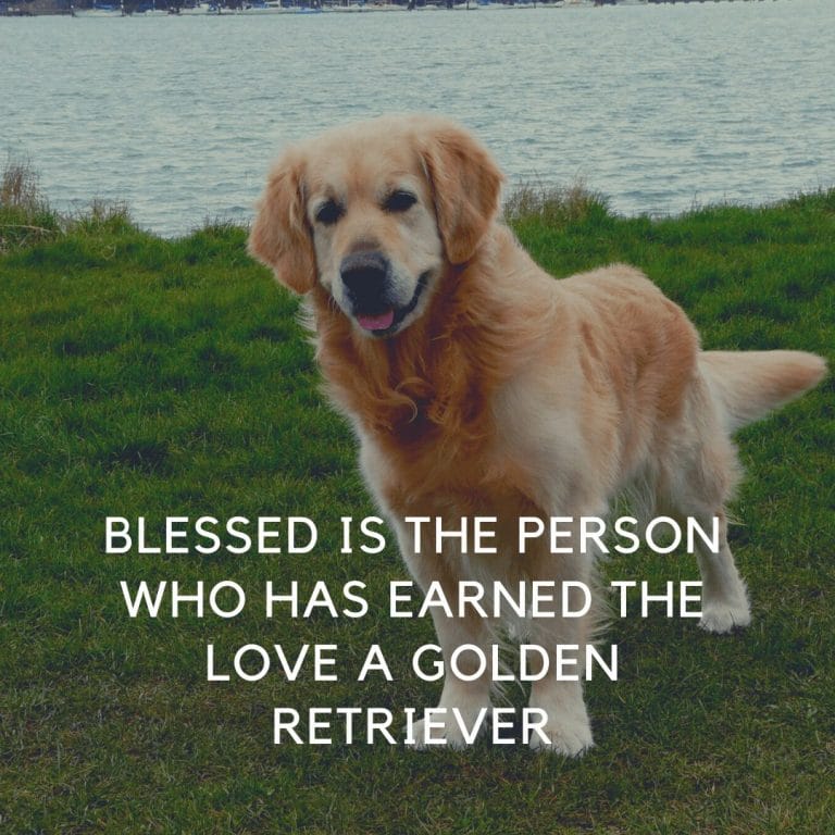 10+ Funny And Hilarious Golden Retriever Quotes