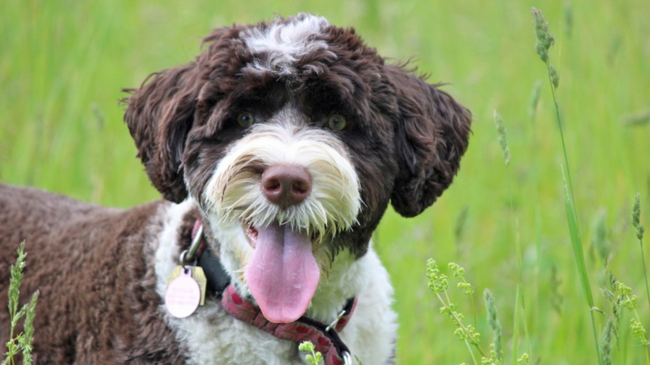Portuguese water dogs