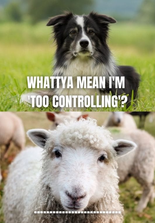 10 Border Collie Dog Jokes Funny Puns With Border Collies