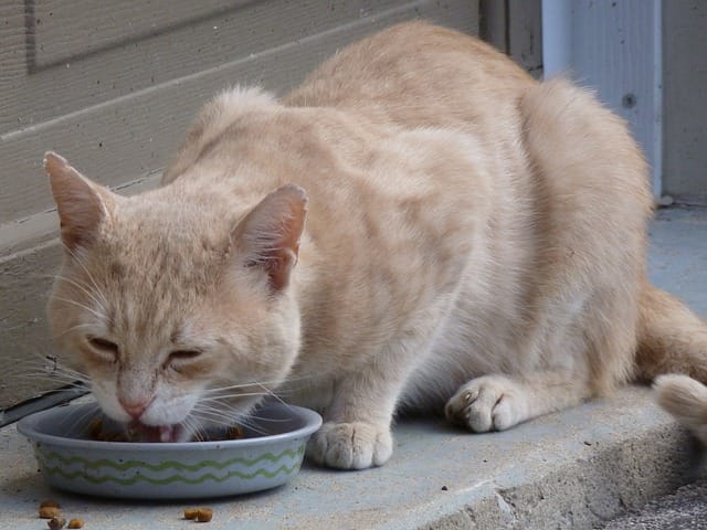 cat-food-names