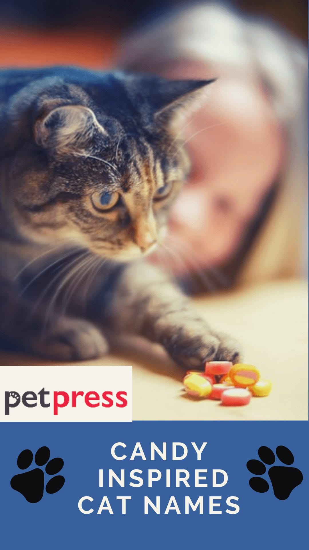 90 Candy Inspired Cat Names for Your Sweet Kittens