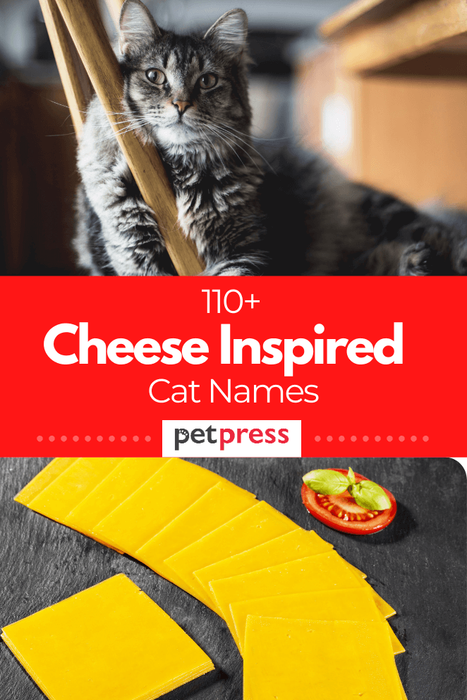 cheese-cat-names