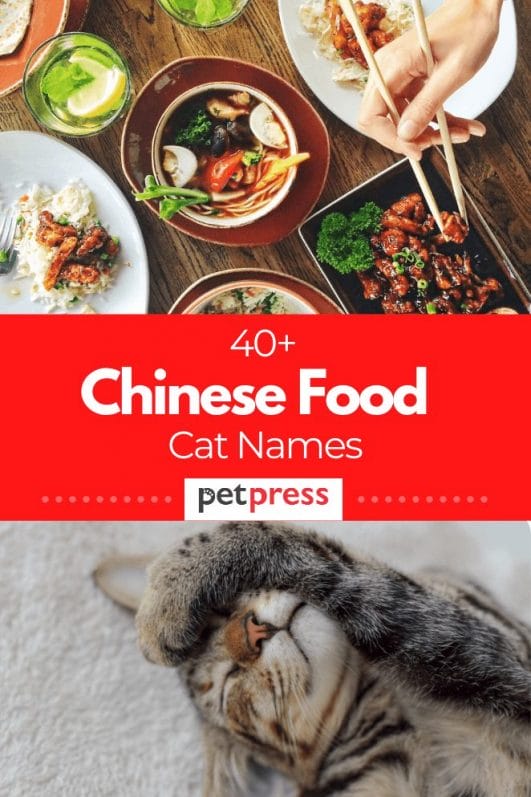 40+ Chinese Food Inspired Cat Names For Your Cute Kittens