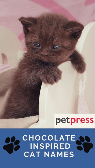 100+ Chocolate Inspired Cat Names For Cute Brown Kittens