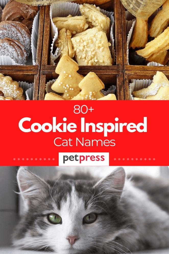 cookie-inspired-cat-names