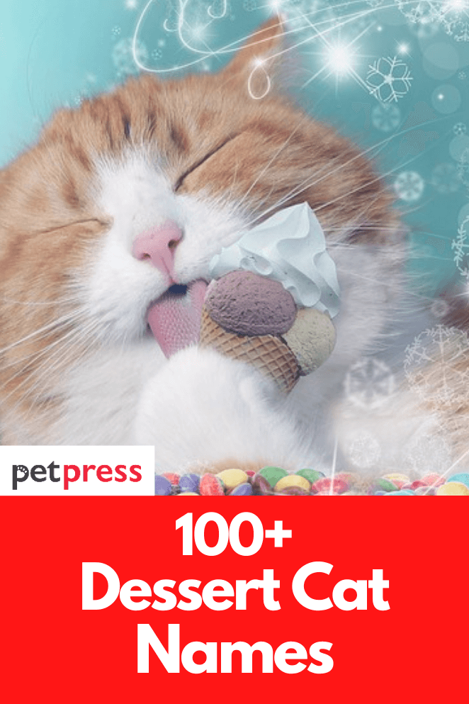 100+ Dessert Cat Names Yummy Name Ideas For Your Kittens