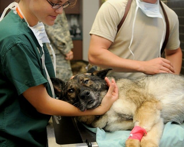 dog-get-vaccines