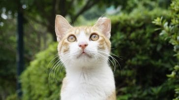 female-cheese-cat-names