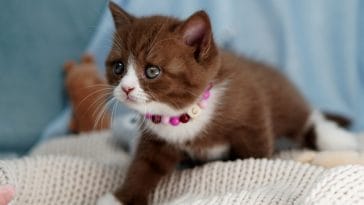 female-chocolate-cat