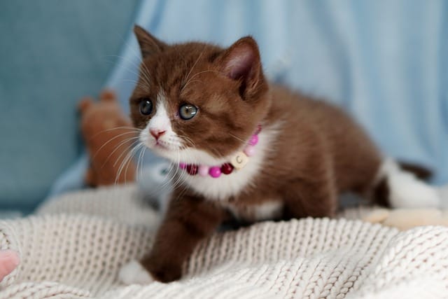 female-chocolate-cat