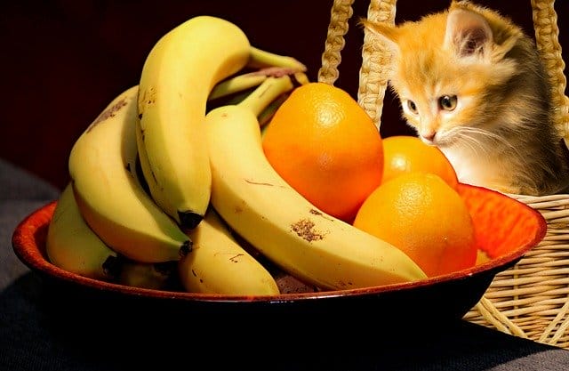 fruit-female-cat