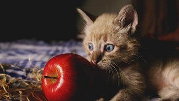 fruit-male-cat
