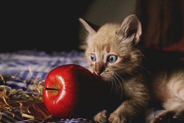 fruit-male-cat