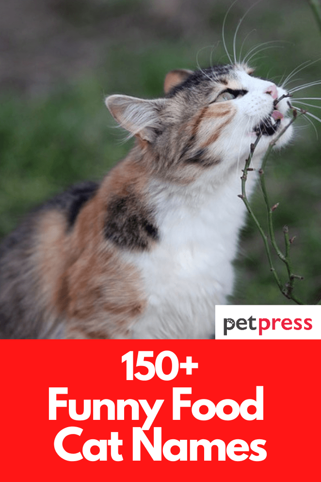 funny-food-cat-names