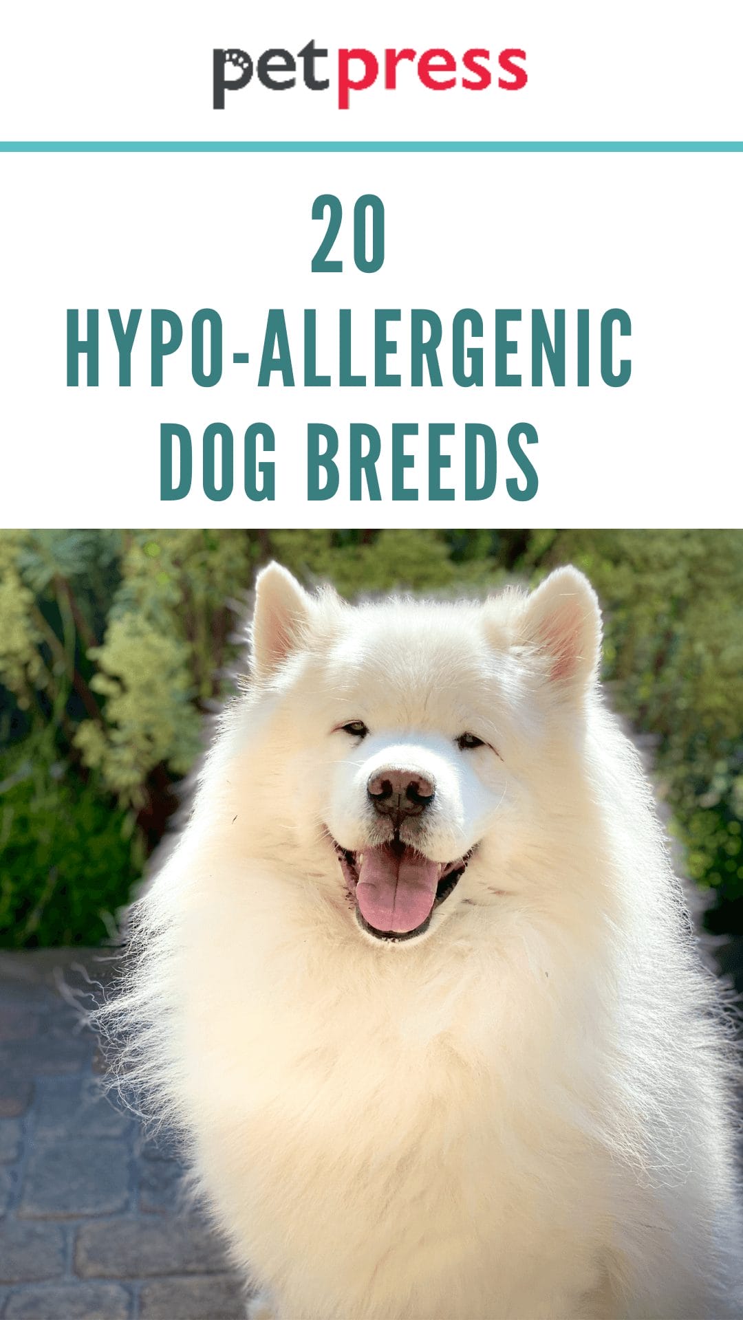 20 HypoAllergenic Dog Breeds For Anyone Who Want To Get A Puppy