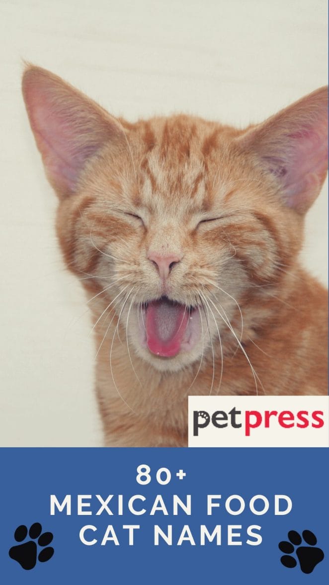 80 Best Mexican Food Inspired Cat Names For Male And Female Kittens 80 Best Mexican Food Inspired Cat Names For Male And Female Kittens