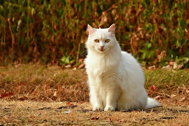 mexican-food-male-cat-names