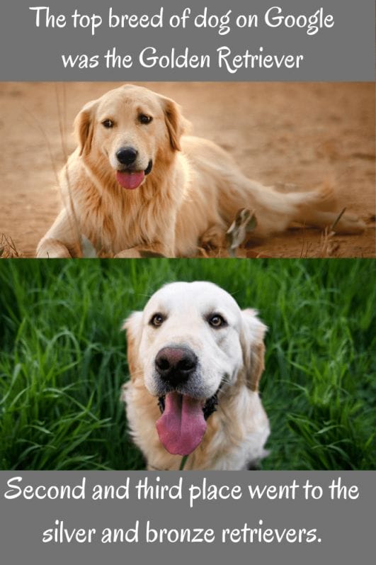 10 Golden Retriever Jokes That Will Make You Laugh