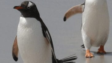 penguin-names