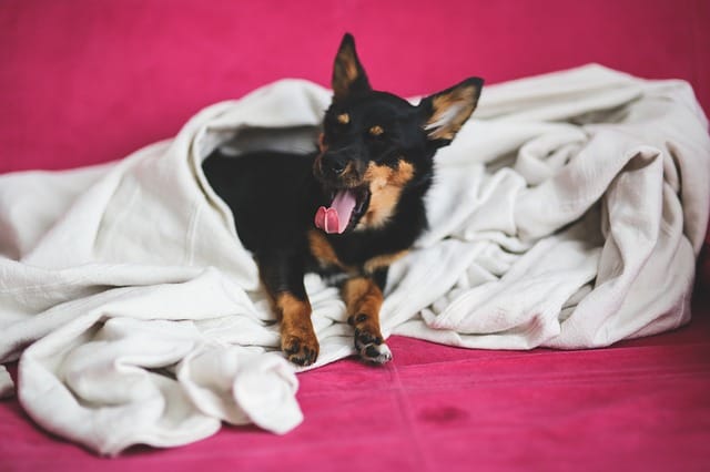 pet-blanket