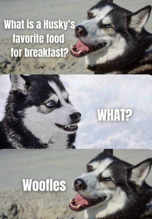 8 Hilarious Siberian Husky Dog Jokes To Make Your Day!