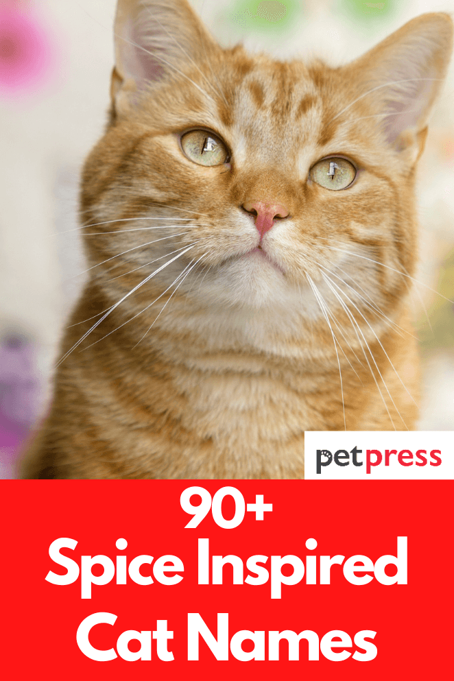 90+ Spice Inspired Cat Names That Are Cute For Your Kittens