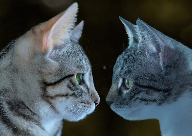 60+ Best Twin Matching Cat Names That Rhyme For Cute Twin Cats