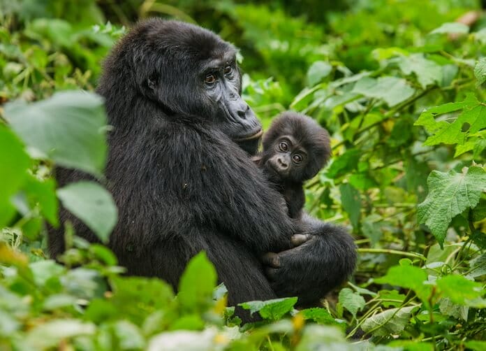 african gorilla names