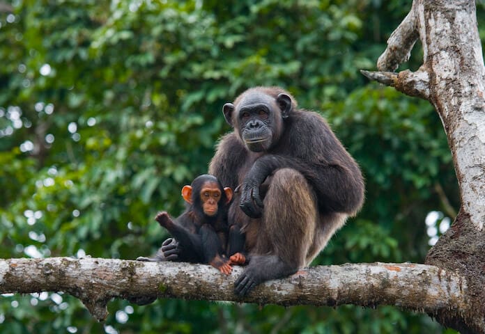 good ape names