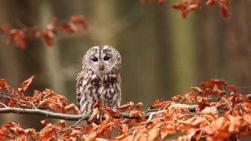 baby owl names for naming an owlet