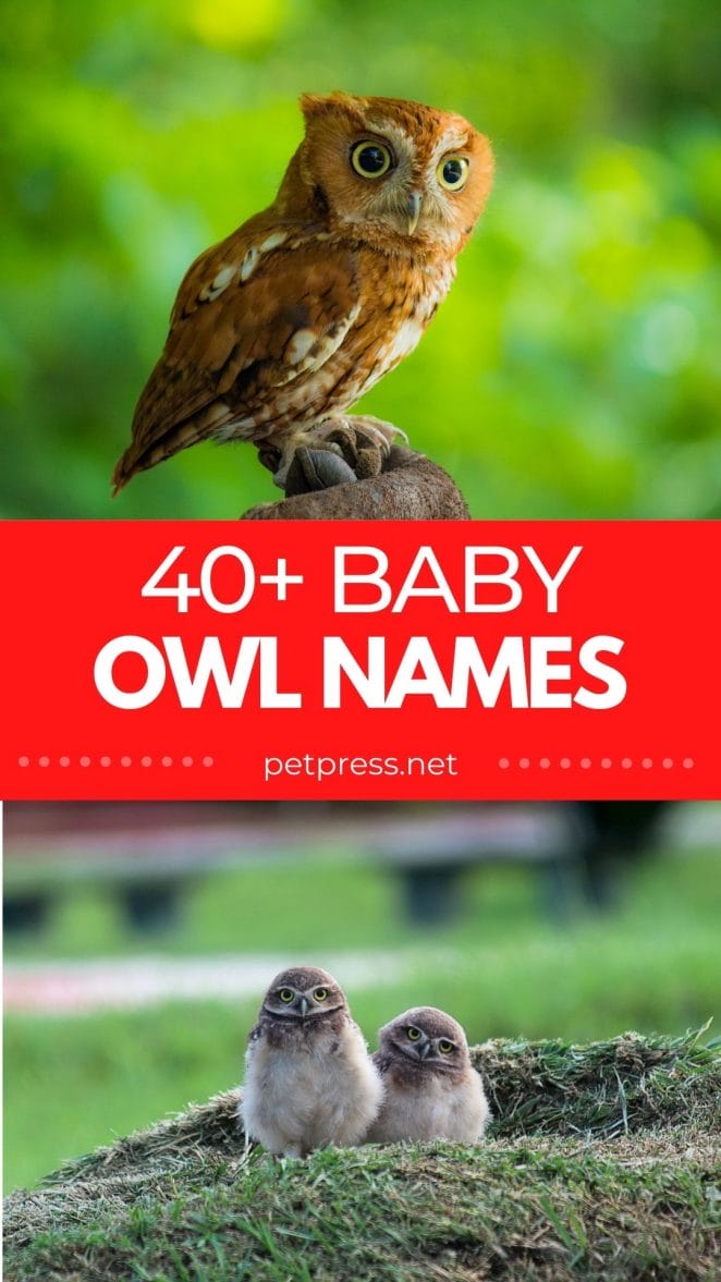 baby owl names for naming an owlet