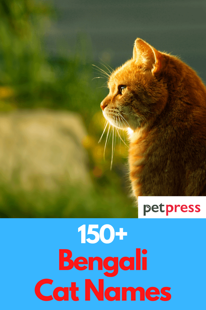 150+ Bengali Cat Names Unique Name Ideas For Your Cats