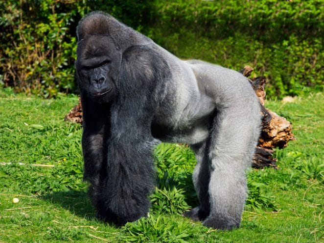 best gorilla names