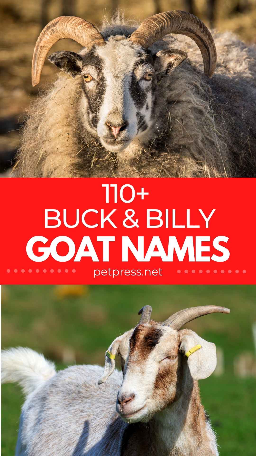 Buck Goat Names 110+ Good Names For A Buck And Billy Goat