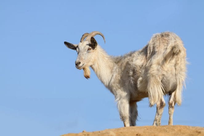 billy goat names for an adult male goat