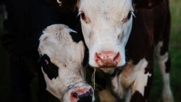 cow names for naming a black and white cow