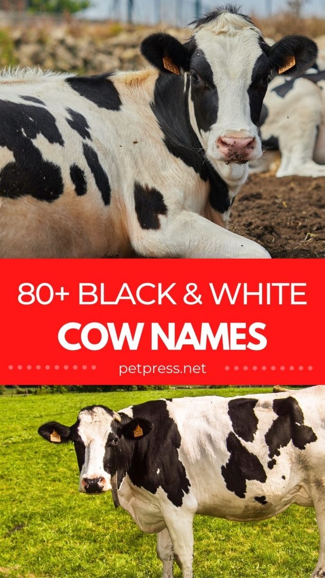 black and white cow names
