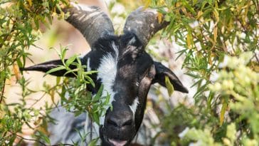 black and white goat names | petpress