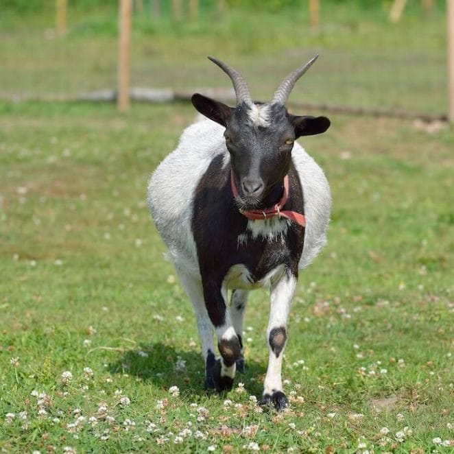 black and white female goat names