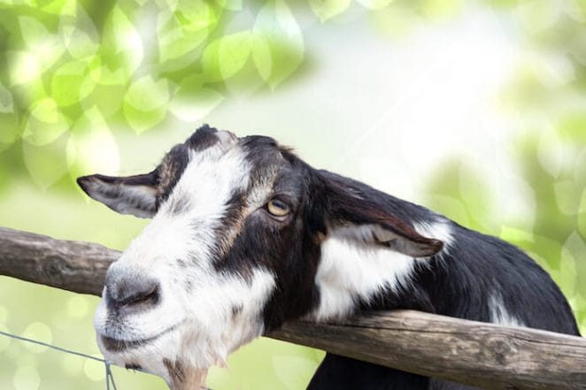 other black and white goat names