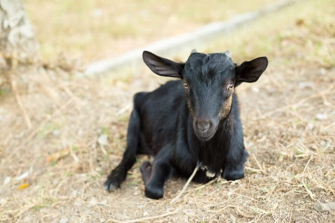 goat names for a black goat