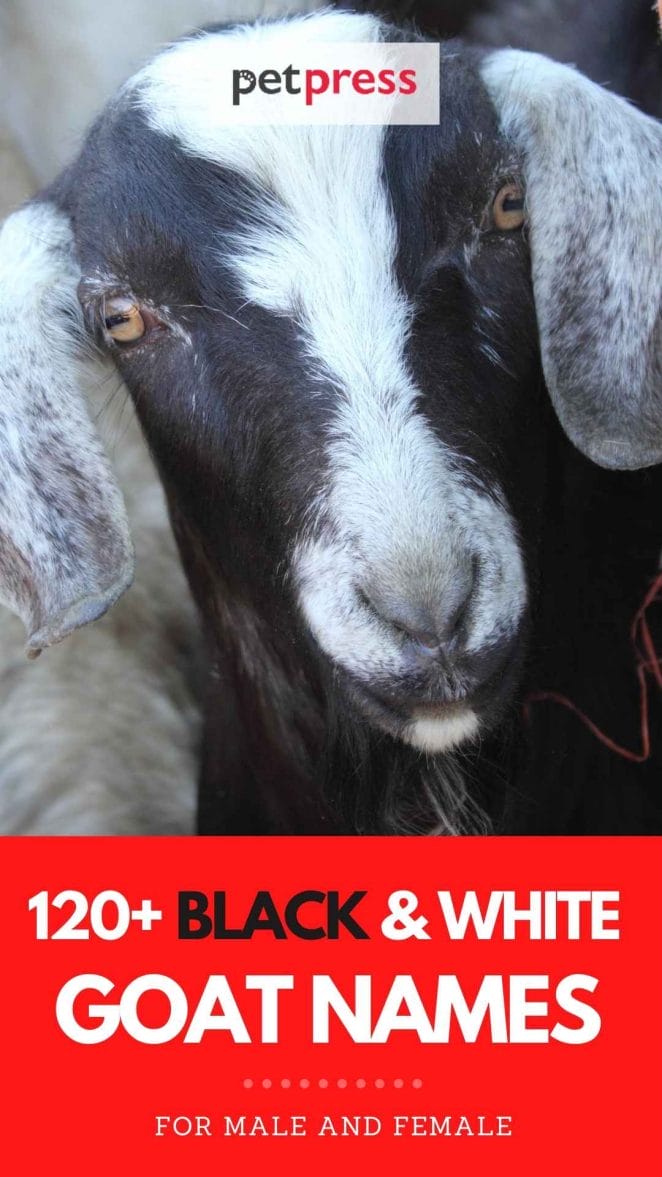 black & white goat names